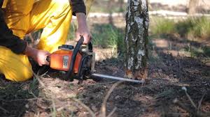 Best Fruit Tree Pruning  in Ojai, CA